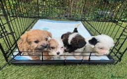 Jackapoo dogs for sale: 4 Jackapoo puppies - Image 5