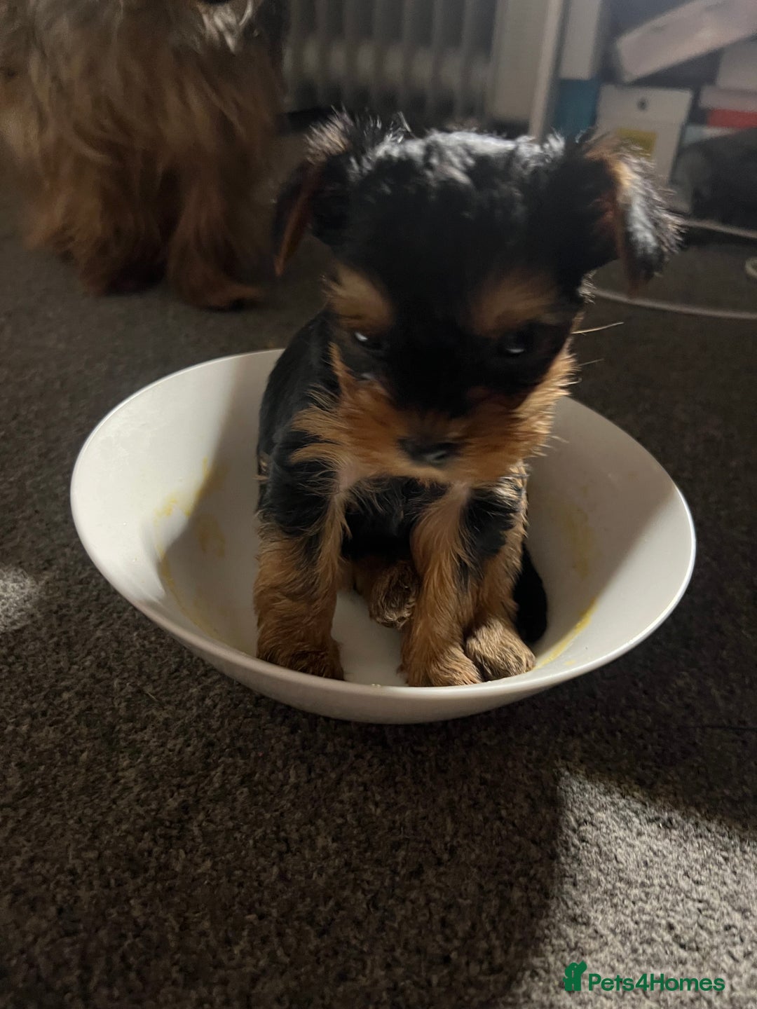 Yorkshire Terrier dogs for sale: 4 little pure breed Yorkshire terrier puppies  - Advert 17