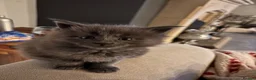 Maine Coon cats for sale: Council licensed TICA Maine Coon kittens - Advert 15