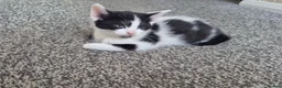 Domestic Shorthair cats for sale: Beautiful kittens for sale  - Advert 11