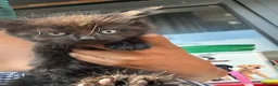 Mixed Breed cats for sale: Rare Chocolate Brown Fluffy Kittens - Advert 2