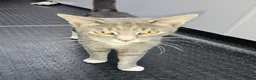Maine Coon cats for sale: Smokie  - Advert 2