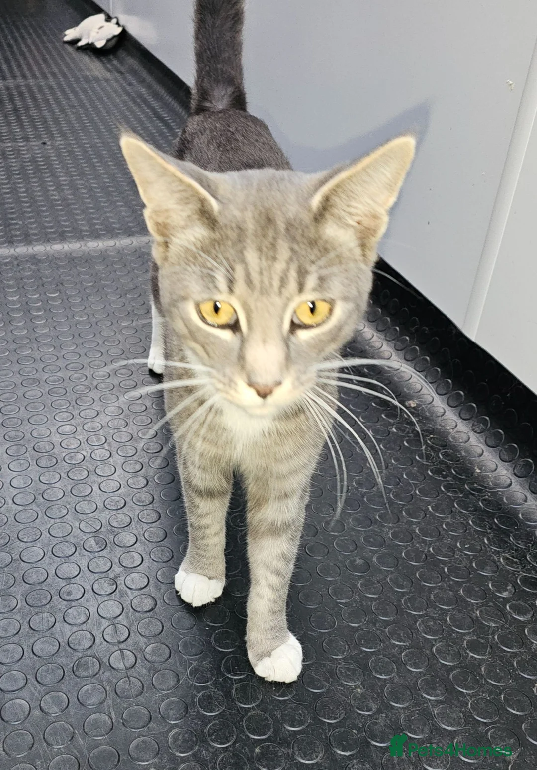 Maine Coon cats for sale: Smokie  - Advert 2