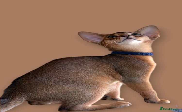Abyssinian cats GCCF registered beautiful Abyssinian kittens  - Advert 1