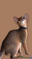 Abyssinian cats GCCF registered beautiful Abyssinian kittens - Advert 2