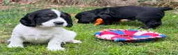 Cocker Spaniel dogs for sale: Beautiful Cocker spaniel puppies  - Advert 2