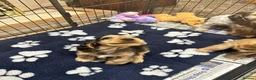 Cocker Spaniel dogs for sale: Show cocker spaniels  - Advert 2