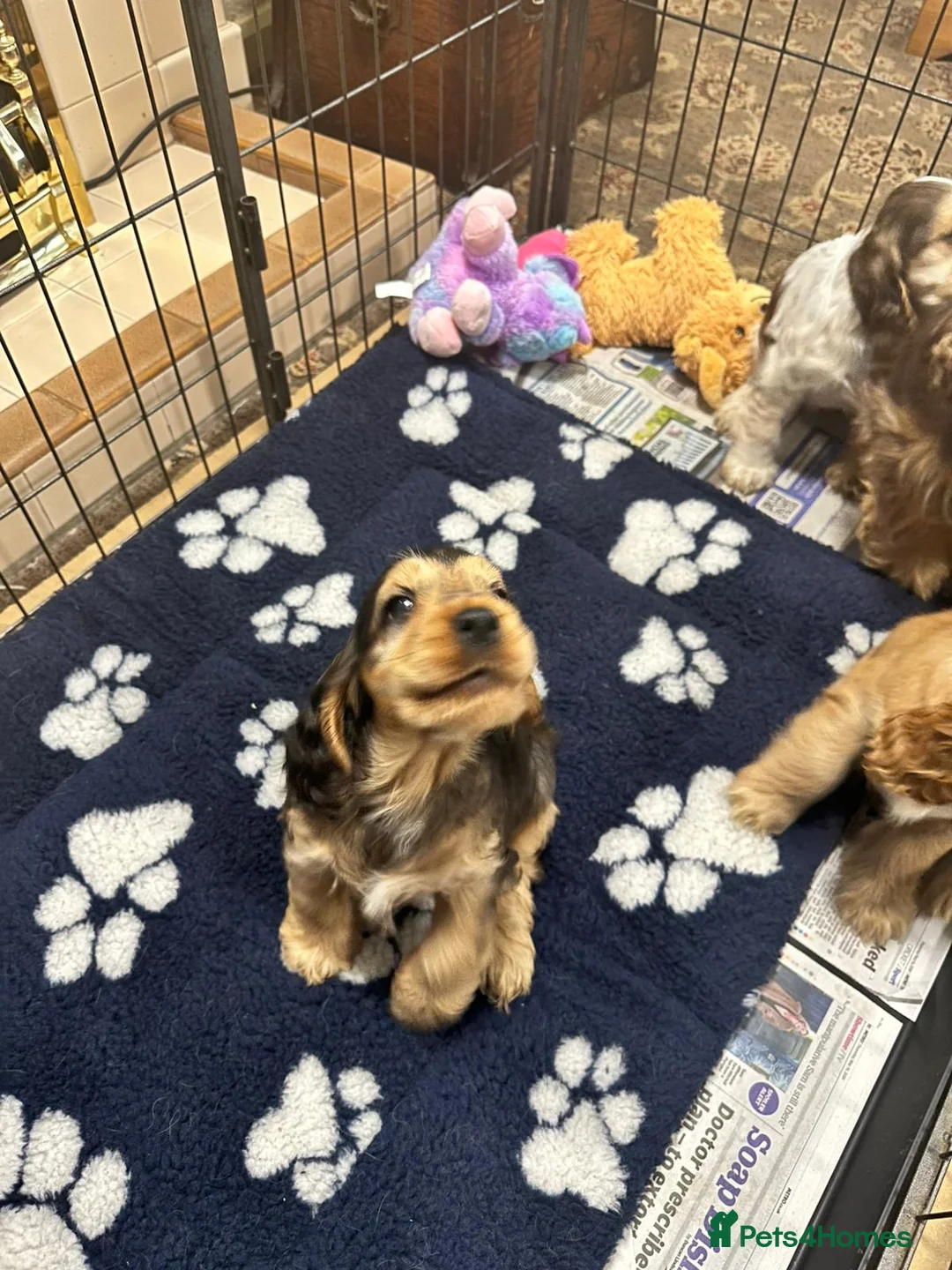Cocker Spaniel dogs for sale: Show cocker spaniels  - Advert 2
