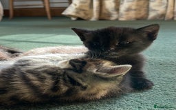Mixed Breed cats for sale: Russian blue cross black and tabby kittens  - Advert 14
