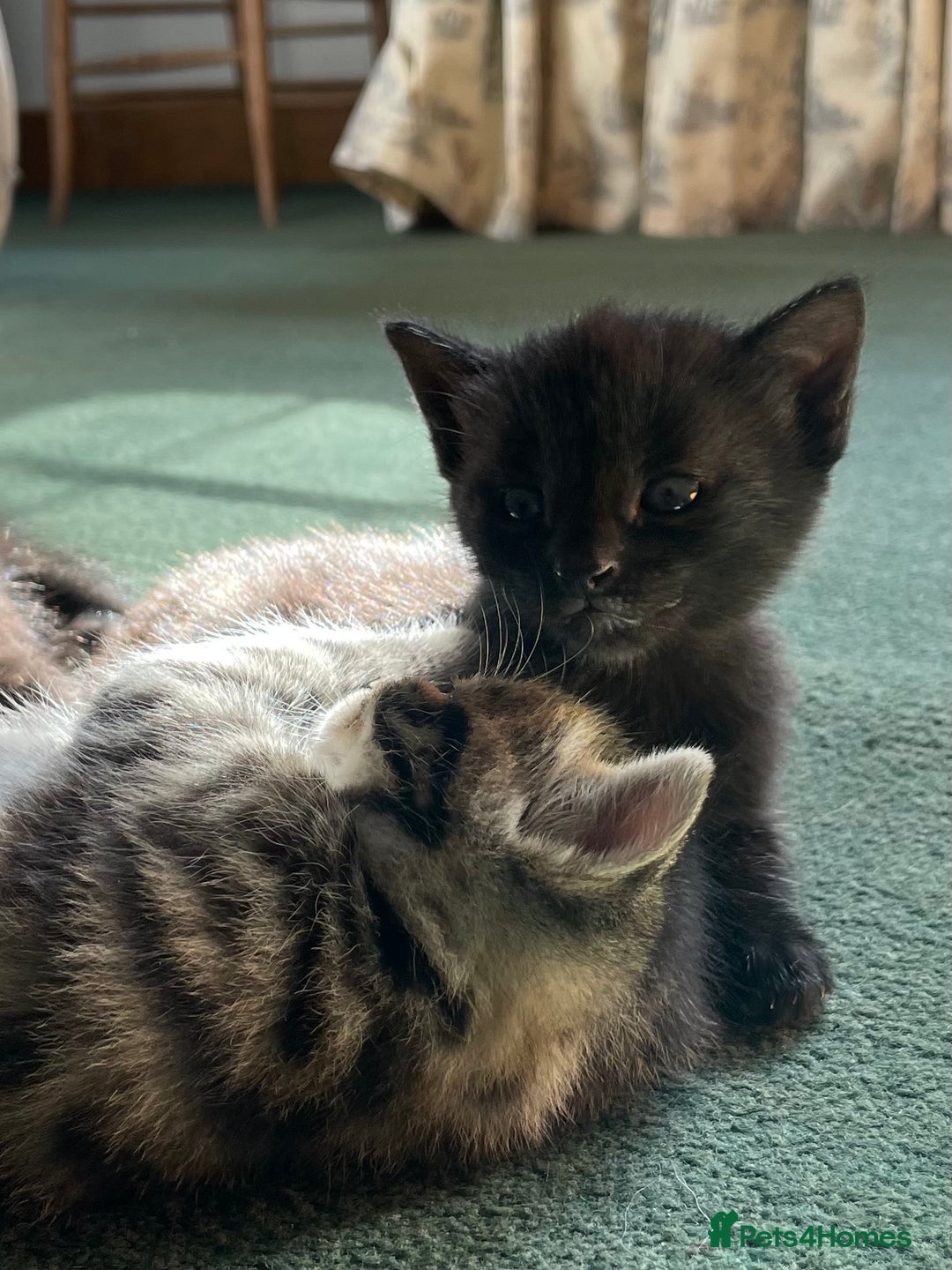 Mixed Breed cats for sale: Russian blue cross black and tabby kittens  - Advert 14