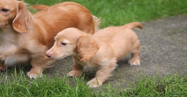 Dachshund dogs - Advert 6