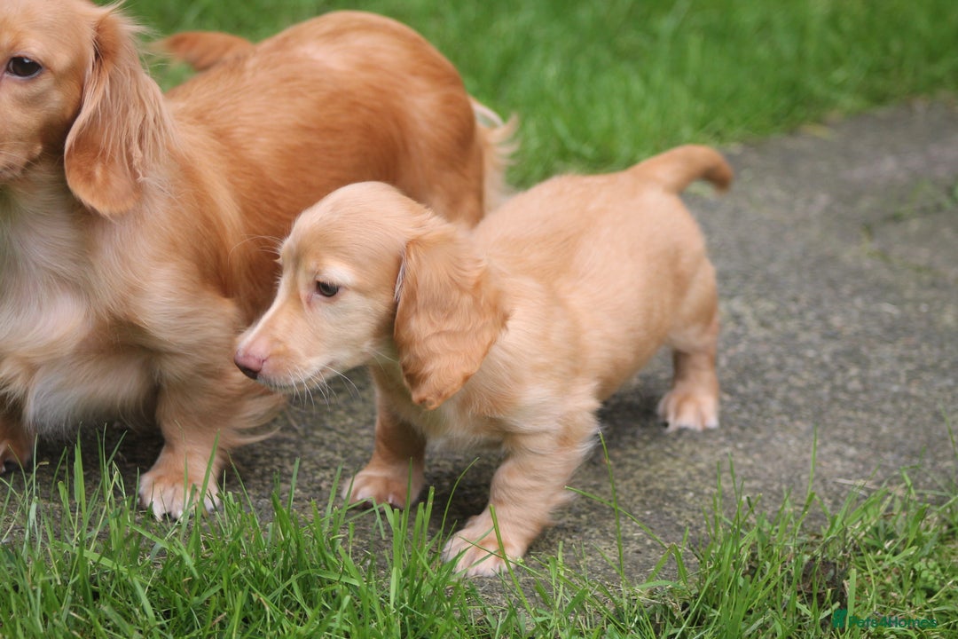 Dachshund dogs for sale: KC beautiful cream dachshund miniature long haired - Image 2