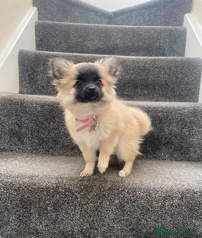 Pomchi dogs Gorgeous blonde male Pom-Chi puppy  - Advert 12