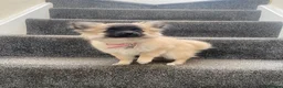 Pomchi dogs for sale: Gorgeous blonde male Pom-Chi puppy  - Advert 1