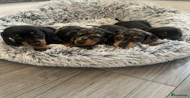 Dachshund dogs - Advert 3
