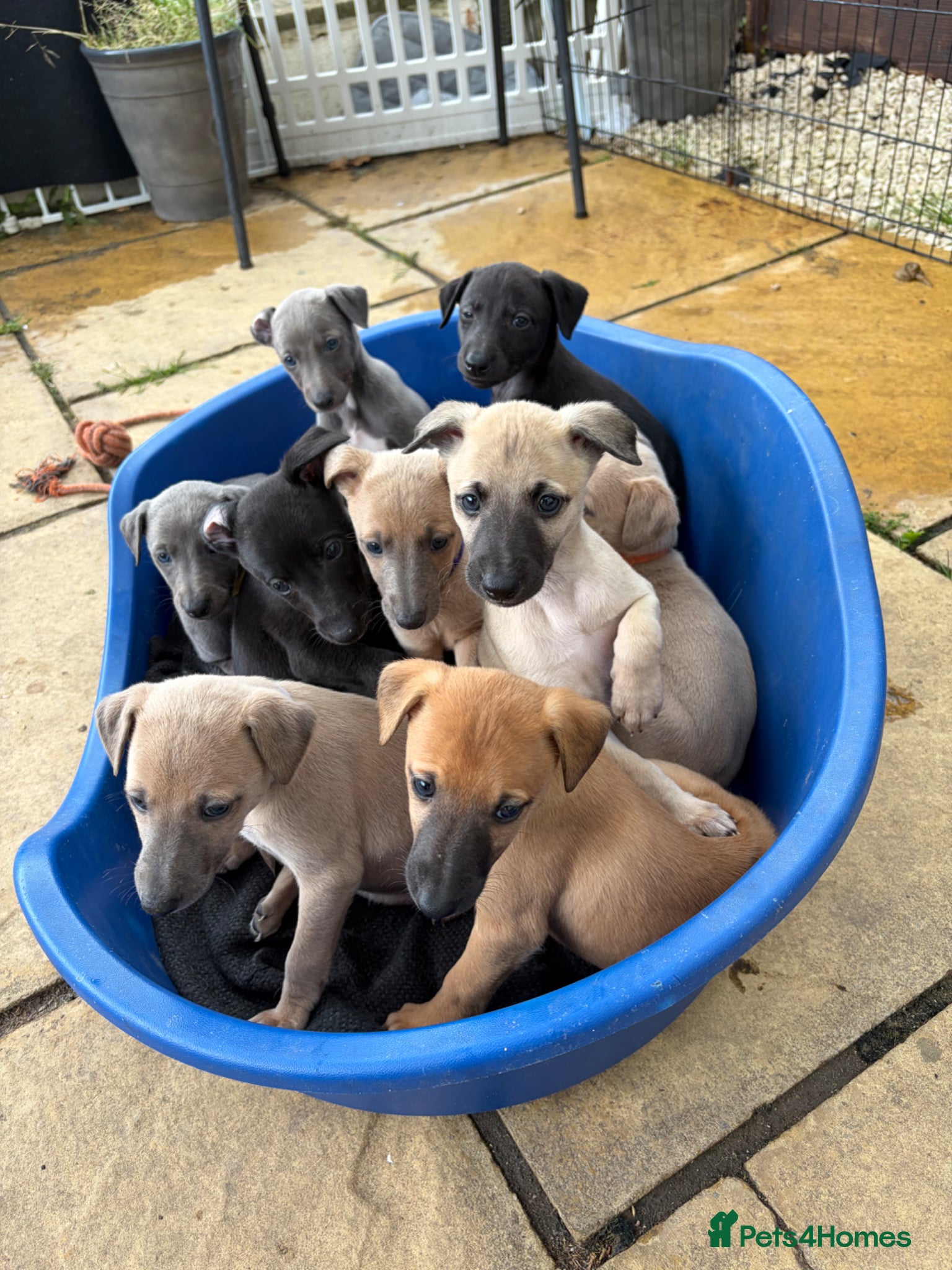 Whippet dogs Stunning KC whippet puppies  - Advert 10