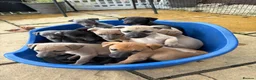 Whippet dogs for sale: Stunning KC whippet girl puppy  - Advert 8