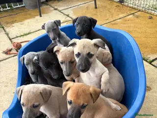 Whippet dogs Stunning KC whippet puppies - Advert 10