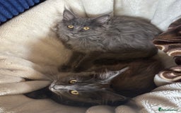 Maine Coon cats for sale: Blue Maine Coon kittens - Image 20