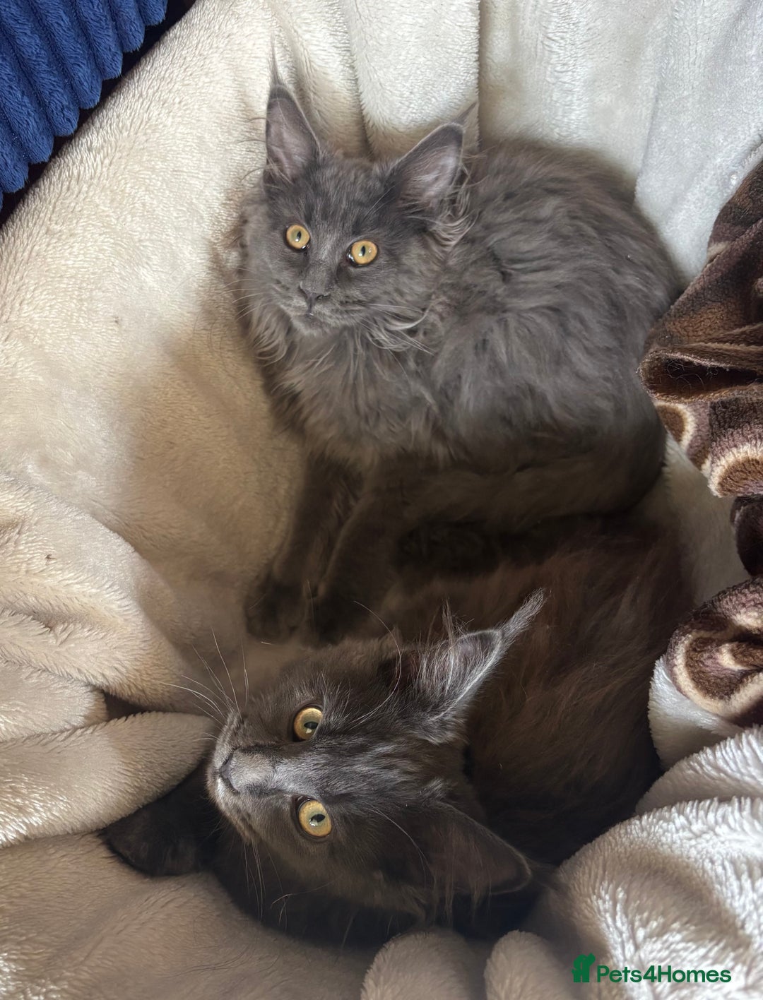 Maine Coon cats for sale: Blue Maine Coon kittens - Image 20