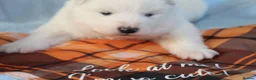 Samoyed dogs for sale: Bundle of joy and fluff  - Advert 8