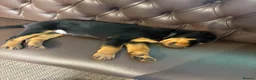 Rottweiler dogs for sale: 12 week male Rottweiler puppy - Advert 7