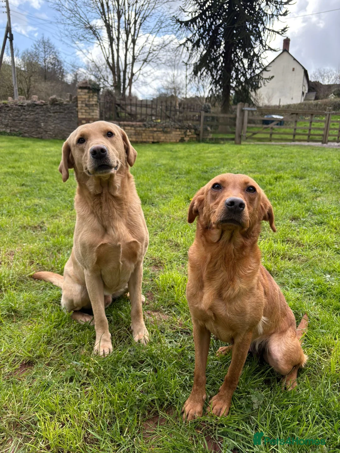 Labrador Retriever dogs for sale: Lovely KC Labrador bitch  - Advert 2