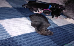 Siberian Husky dogs for sale: Husky  - Image 3