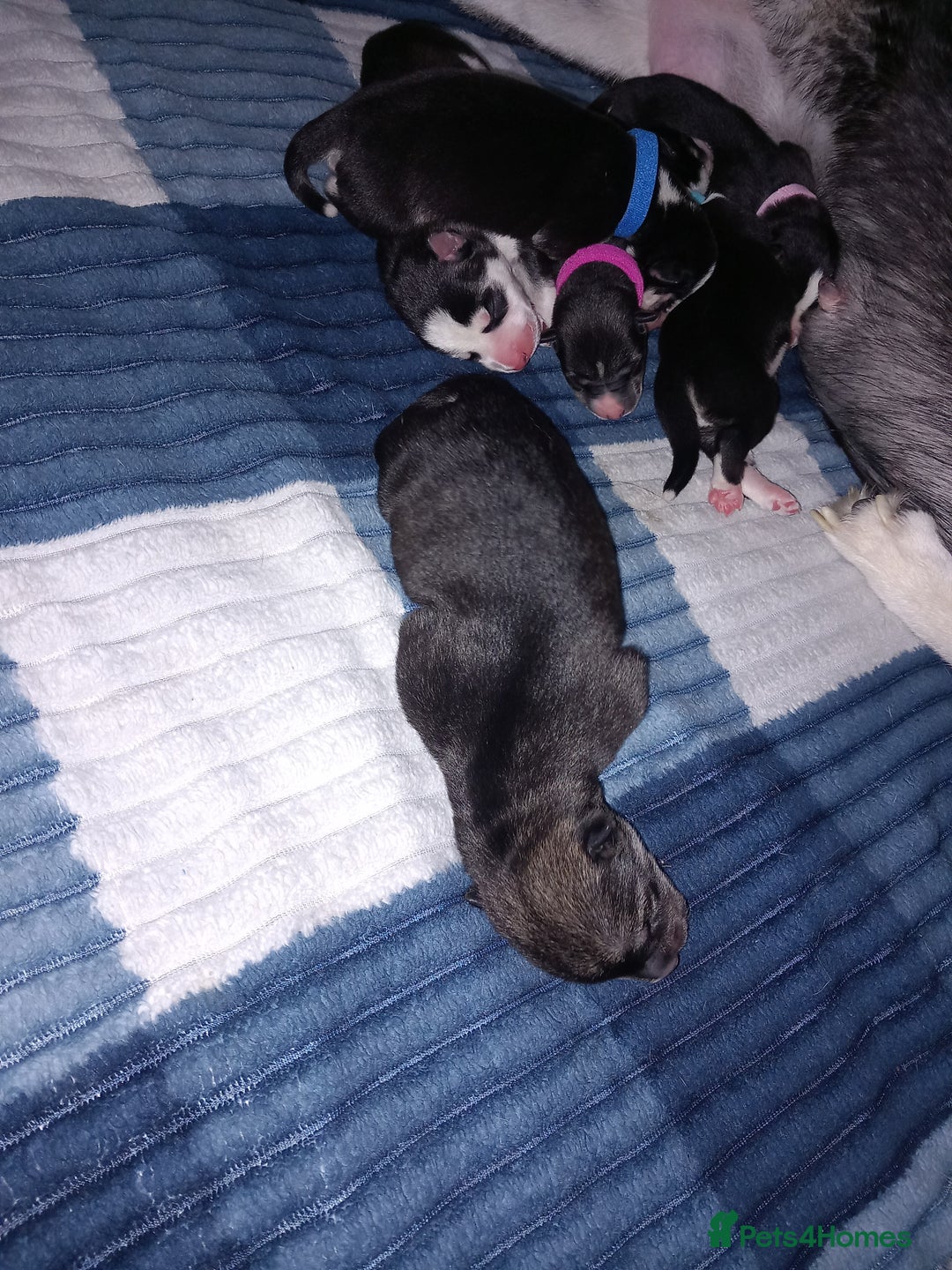 Siberian Husky dogs for sale: Husky  - Image 3