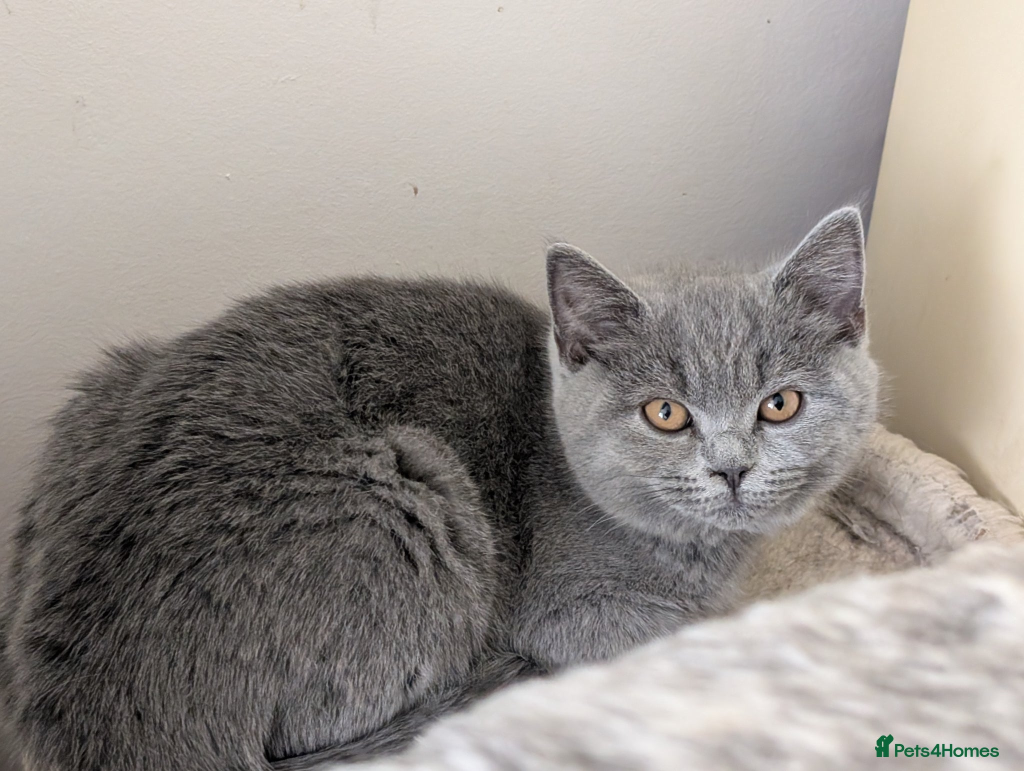 Mixed Breed cats Beautiful brown kittens ✨😻 - Advert 2