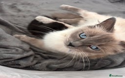 Ragdoll cats for sale: Gorgeous fluffy Ragdoll x kitten  - Image 14