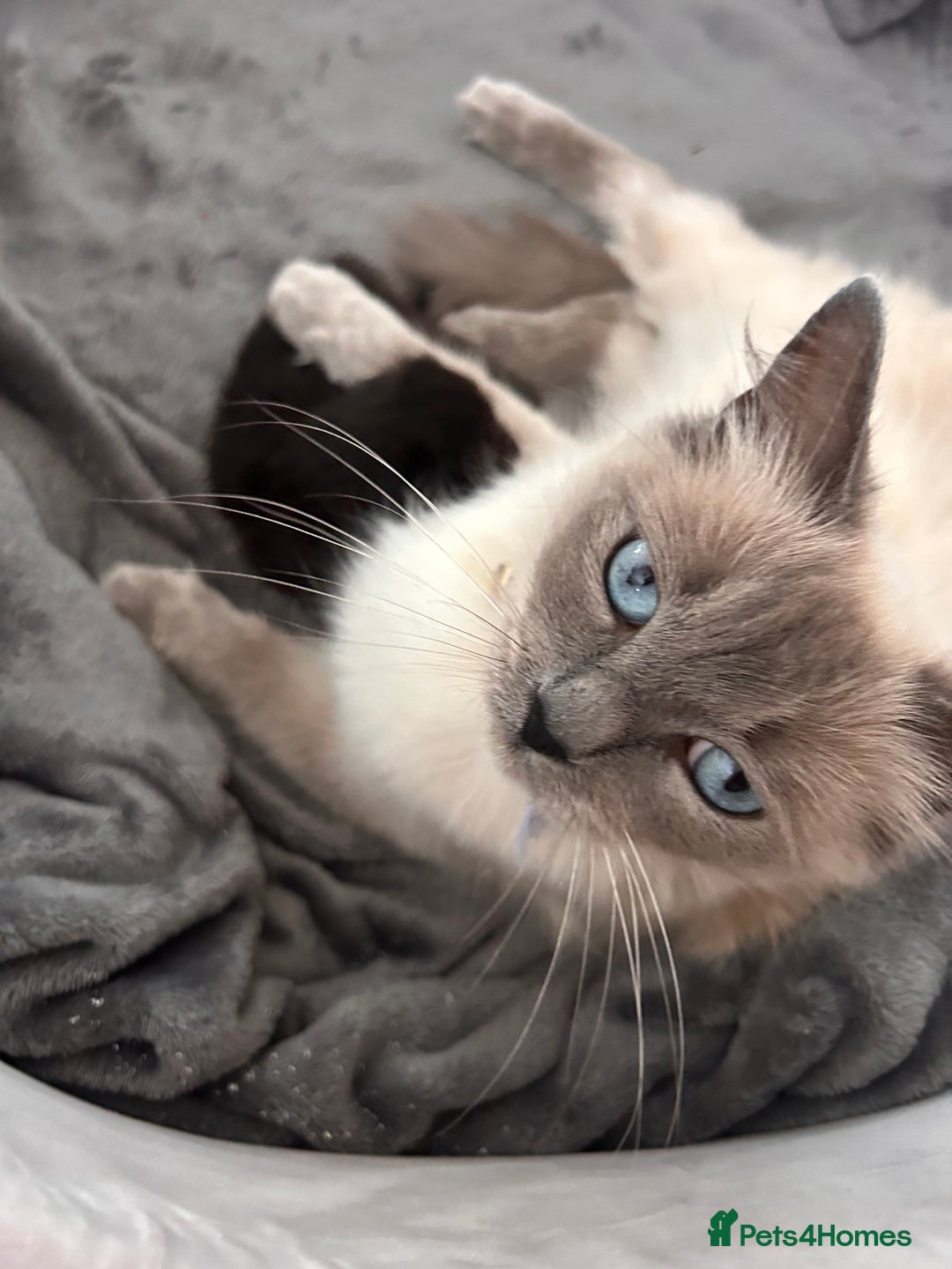 Ragdoll cats for sale: Gorgeous fluffy Ragdoll x kitten  - Image 14