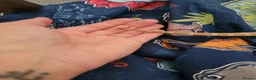 Bearded Dragon reptiles for sale: Juvenile Bearded Dragon & Full Set Up - Advert 3