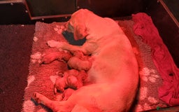 Labrador Retriever dogs for sale: KC REGISTERED YELLOW LABRADOR PUPPIES FOR SALE  - Image 6