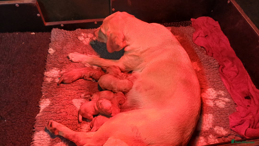 Labrador Retriever dogs for sale: KC REGISTERED YELLOW LABRADOR PUPPIES FOR SALE  - Image 6