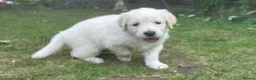 Golden Retriever dogs for sale: Gorgeous Chunky Golden Retriever Puppies - Advert 22
