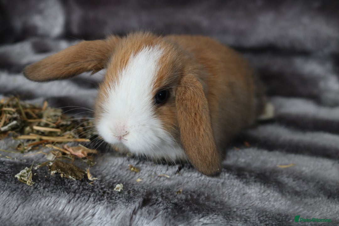 Mini Lop rabbits for sale: 3 Mini Plush x Mini Lop babies  - Image 10