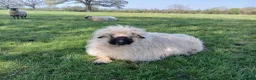 Sheep livestock for sale: In need of a loving home! - Advert 9