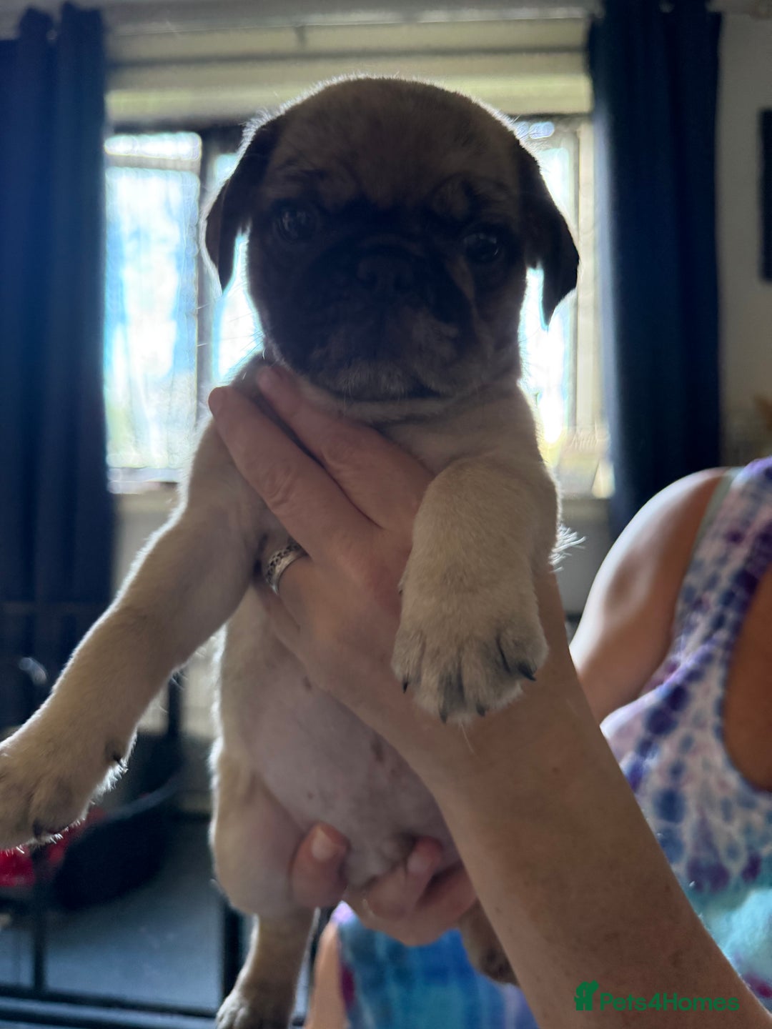 Pug dogs for sale: Pug puppies *READY NOW!!* - Image 22