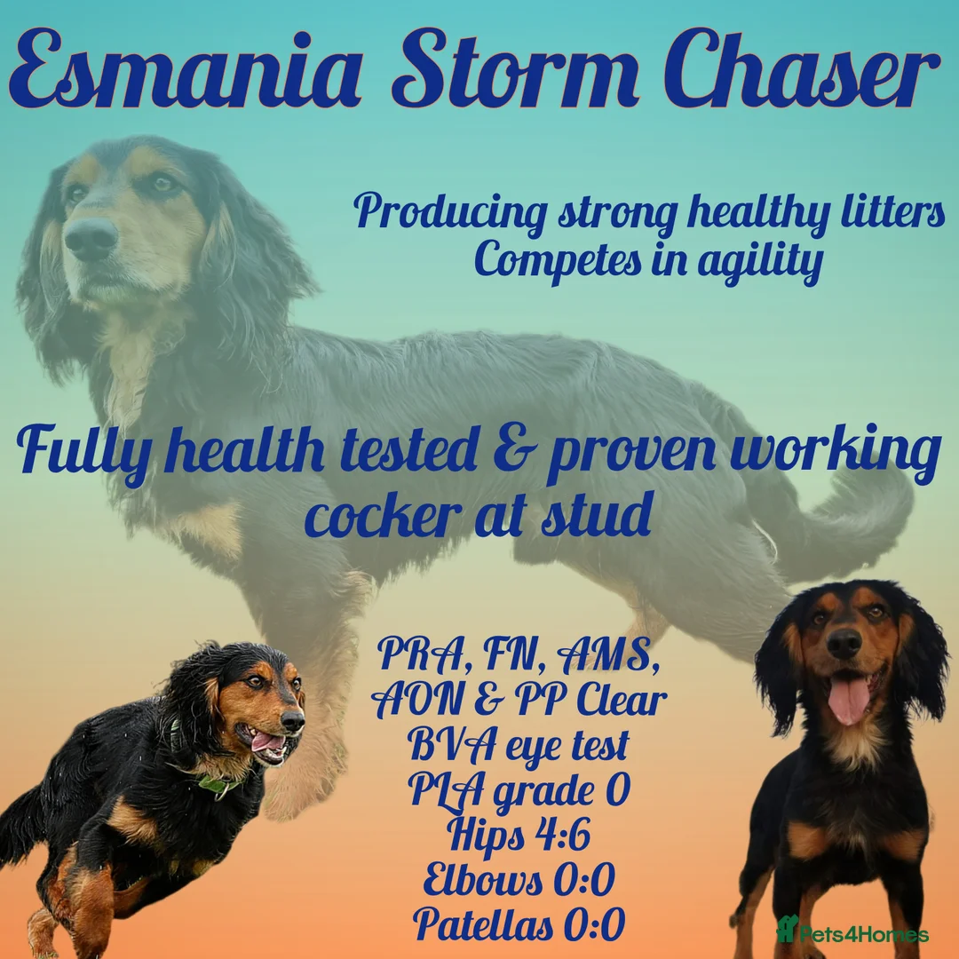 Cocker Spaniel dogs for stud: Health Tested Working Cocker Spaniel for Stud in Braintree - Advert 6