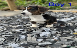 Welsh Corgi Cardigan dogs for sale: Welsh Cardigan Corgi Puppies  - Image 10