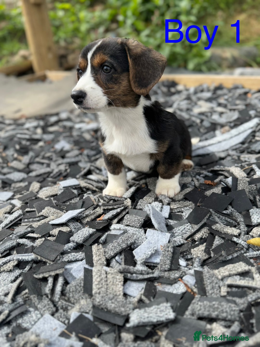 Welsh Corgi Cardigan dogs for sale: Welsh Cardigan Corgi Puppies  - Image 10