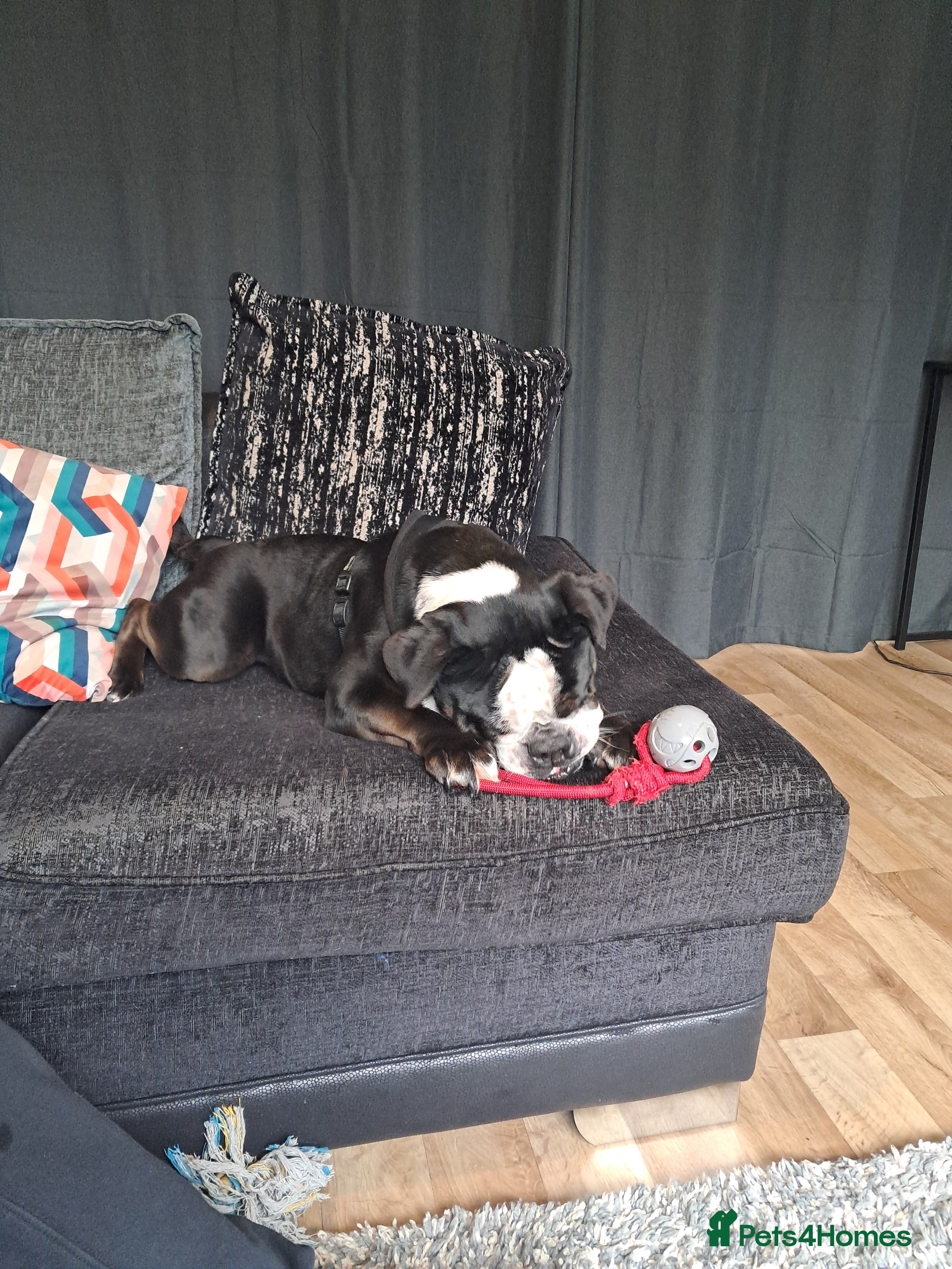 Olde English Bulldogge dogs Olde English Bulldogge for rehoming. in Radstock - Advert 6