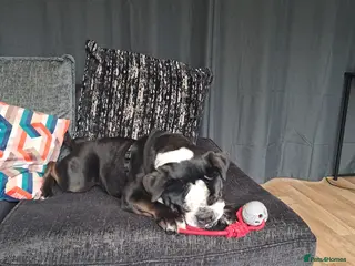 Olde English Bulldogge dogs Olde English Bulldogge for rehoming. in Radstock - Advert 6