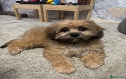 Shihpoo dogs for sale: 5 month old Rosie  - Image 1