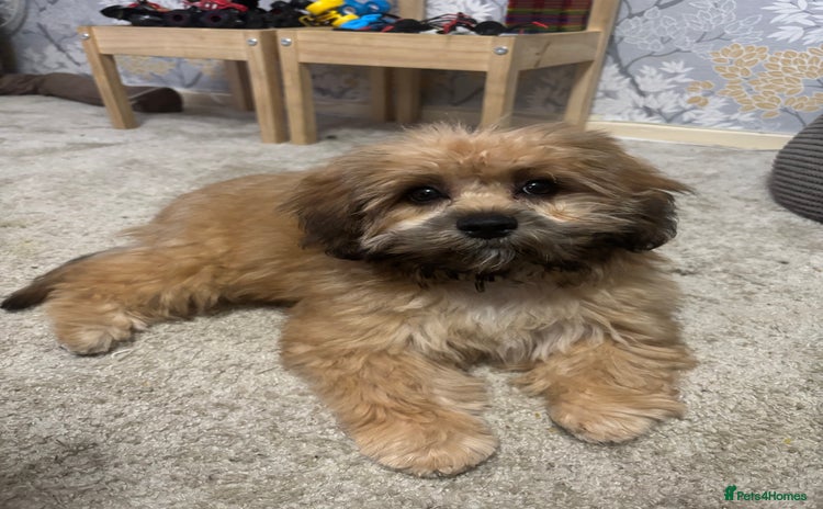 Shihpoo dogs - Advert 1