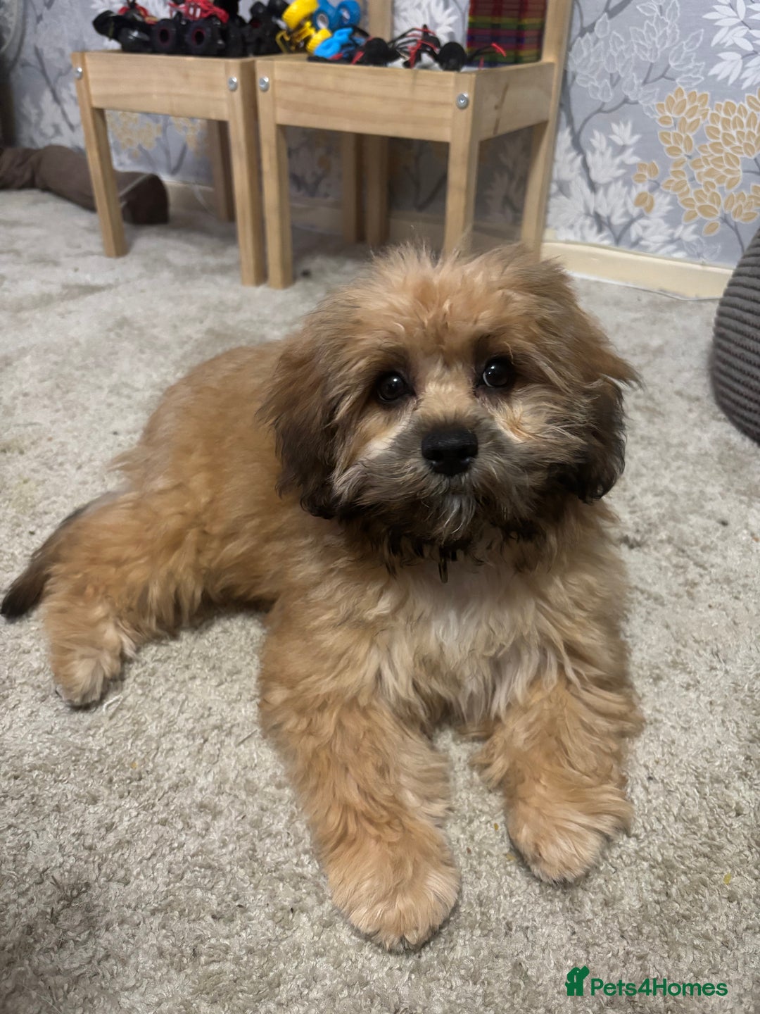 Shihpoo dogs for sale: 5 month old Rosie  - Image 1