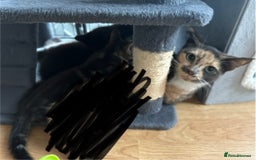 Mixed Breed cats for sale: 2 kittens for sale £40 - Image 3