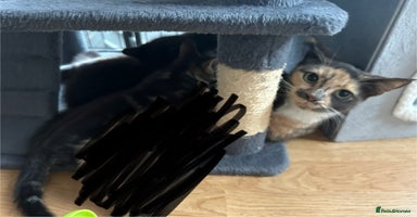 Mixed Breed cats - Advert 16