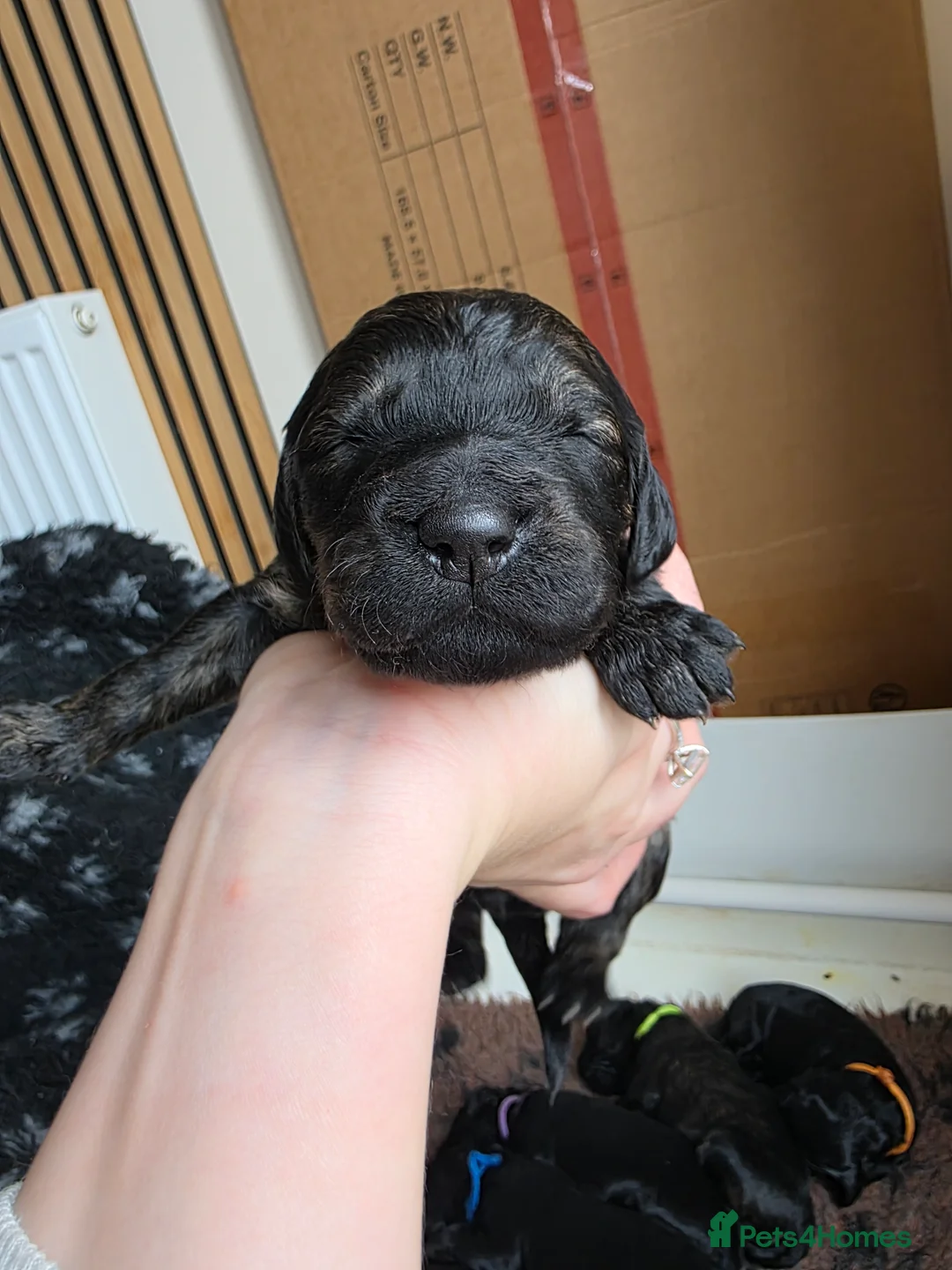 Goldendoodle dogs for sale: Outstanding F1 Goldendoodle Puppies - Advert 7